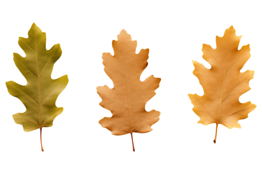 Three oak leaves isolated on a transparent background.