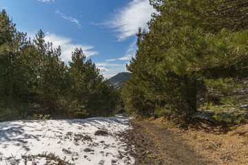 Forest at volcanic landscape of Mount Etna with hiking path on a snowy sunny winter day, Catania, Sicily, Italy