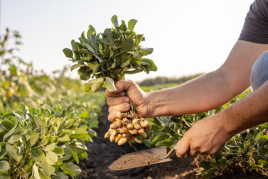 farmer's hand holding fresh peanuts with leaves close-up on groundnut field background