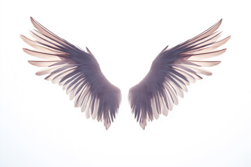 Fototapeta premium Angel Cupid wings isolated on a white background