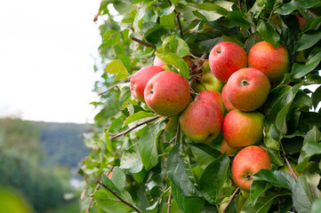 Ripe red apples growing on the tree, healthy fruits on platation, harvest in summer or autumn, agriculture farm, garden