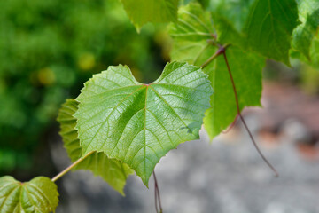 Common grape leaves