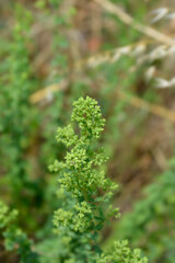 Winter marjoram flower buds