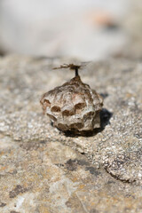 An empty paper wasp nest on a concrete wall