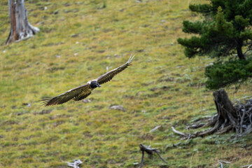 Endangered, wild bearded vulture flying above Val Trupchun in the Swiss National Park