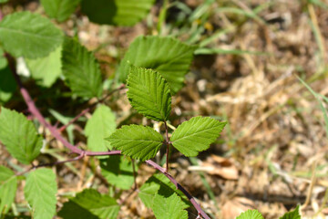 Elmleaf blackberry leaves