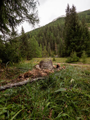 Carcas of an animal killed by wolves in the swiss national park
