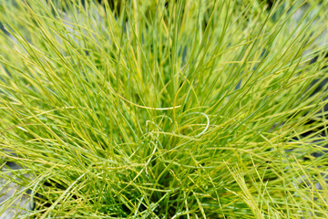 Blue fescue Amigold leaves
