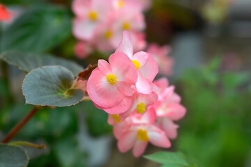 Begonia Big flowers