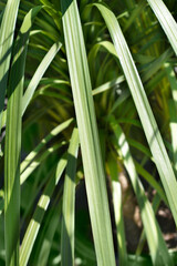 Mountain cabbage tree leaves