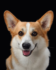 A joyful Pembroke Welsh Corgi grins broadly in a close-up against a stark black backdrop, radiating happiness. This dog cheerful demeanor and bright eyes