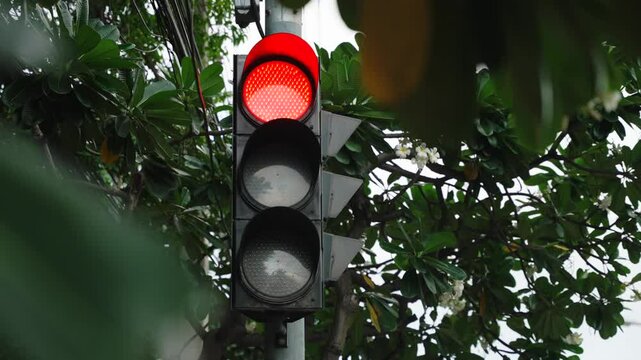 Close up of the traffic light in tree foliage changing the light from red to green