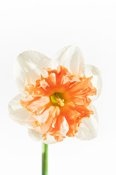 fresh narcissus on the white background