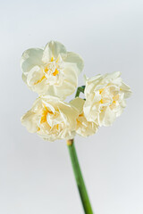 Obraz premium fresh narcissus on the white background