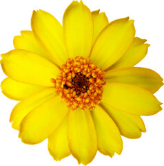 좁은잎 백일홍 꽃