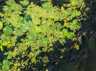 Colorful water lilies background. Beauty of abstract nature 