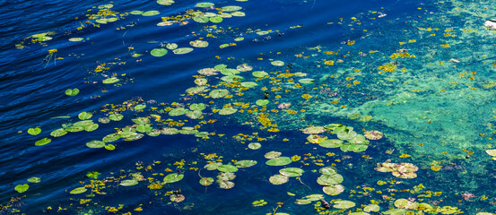 Colorful water lilies background. Beauty of abstract nature 