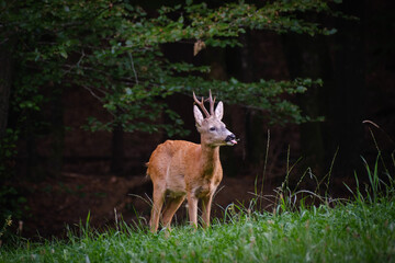 Roe deer doe on a grass filed
