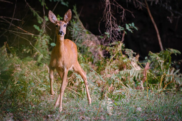 Roe deer doe on a grass filed
