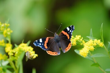 Red admiral butterfly on a flower