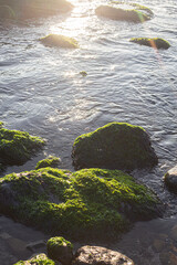 Sunrise view with mossy rocks on it on the beach.