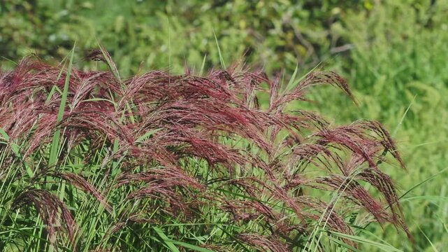 明日香村の棚田で栽培される古代米