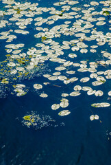 Colorful water lilies background. Beauty of abstract nature 