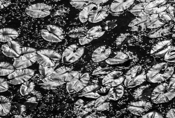 Colorful water lilies background. Beauty of abstract nature 