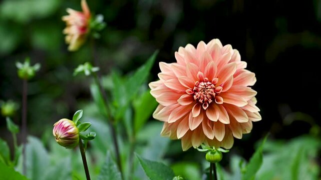 Beautiful orange, red decorative dahlia flower swaying in the wind in the summer cottage garden. Gardening or floristic concept. Copy space