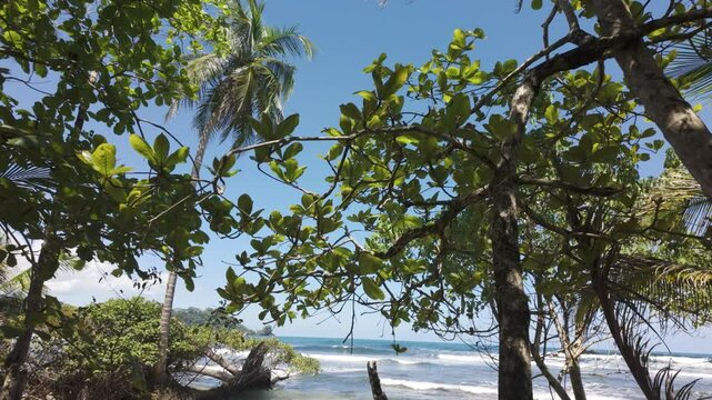 Tropical foliage and beach at Red Frog Beach, Bastimentos Island, Panama