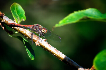 Große Heidelibelle ( Sympetrum striolatum ).
