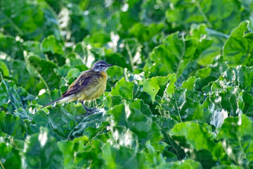 Schafstelze ( Motacilla flava ).