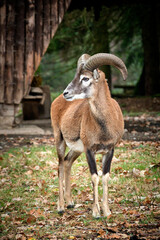 Mufflon ( Ovis orientalis musimon ).
