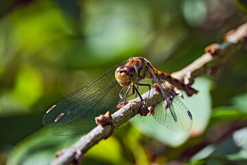 Große Heidelibelle ( Sympetrum striolatum ).