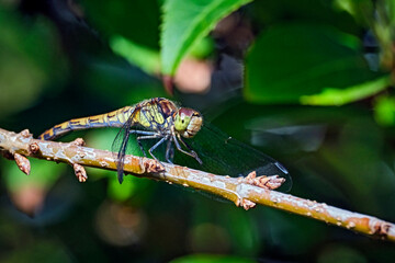 Große Heidelibelle ( Sympetrum striolatum ).