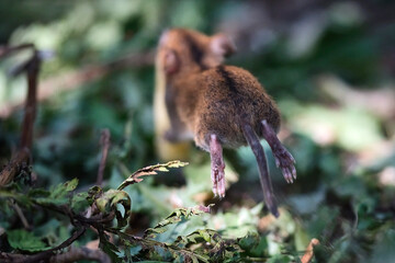 Brandmaus ( Apodemus agrarius ).