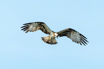 Balbuzard pêcheur, Pandion haliaetus, Western Osprey