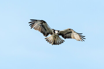 Balbuzard pêcheur, Pandion haliaetus, Western Osprey