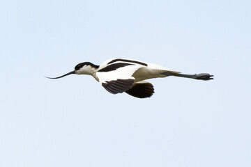 Avocette élégante, Recurvirostra avosetta, Pied Avocet