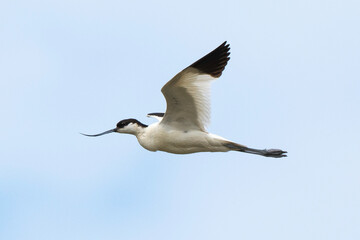 Avocette élégante, Recurvirostra avosetta, Pied Avocet