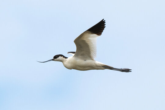 Avocette &eacute;l&eacute;gante, Recurvirostra avosetta, Pied Avocet