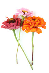 Flowers Zinnia isolated on white background. Blooming beautiful colorful flowers Zinnia. Colorful flowers Zinnia elegans dahlienflora.