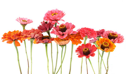 Flowers Zinnia isolated on white background. Blooming beautiful colorful flowers Zinnia. Colorful flowers Zinnia elegans dahlienflora.