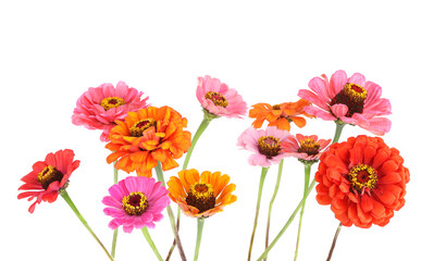 Fototapeta premium Flowers Zinnia isolated on white background. Blooming beautiful colorful flowers Zinnia. Colorful flowers Zinnia elegans dahlienflora.