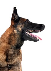 malinois in studio