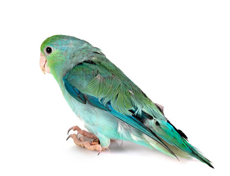 Pacific parrotlet in studio