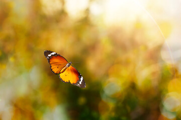 Flying butterfly. Colorful nature background. Danaus chrysippus. Plain Tiger.