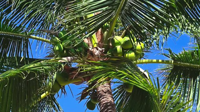 tops of coconut palms with coconuts on background the blue sky in summer on the beach in the tropics in Asia