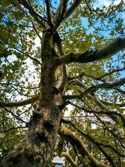 a interesting tree in the park