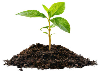 A small plant is growing in the dirt